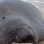 Elefante-marinho descansando na areia da Praia de São Conrado