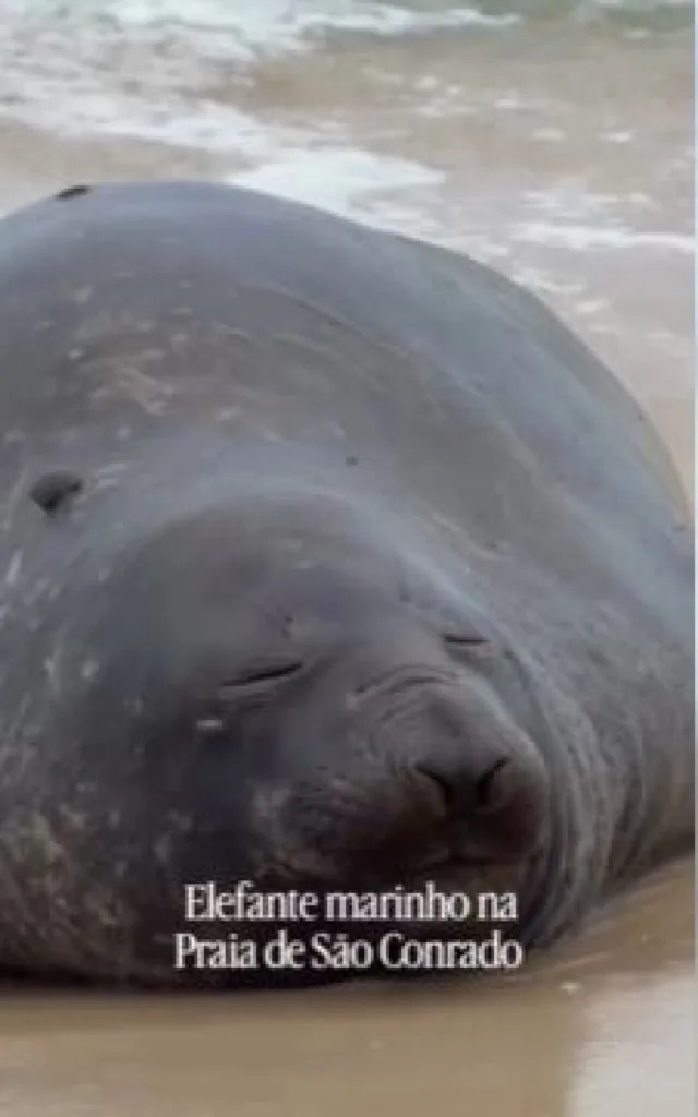 Elefante-marinho descansando na areia da Praia de São Conrado